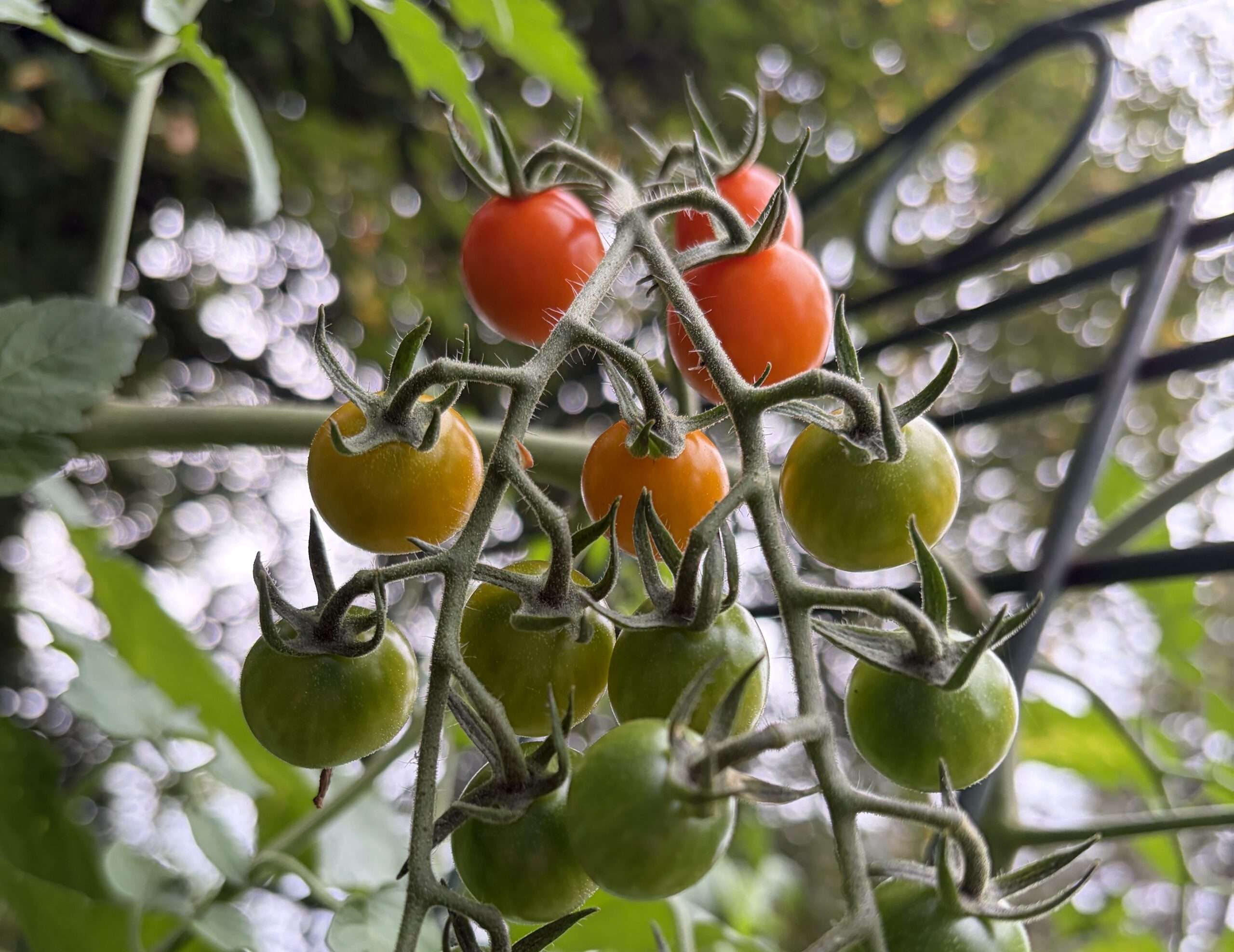 From yard to plate: why you should grow your own food