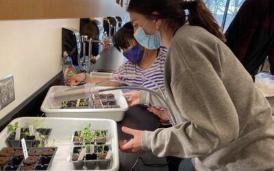 Building space projects and gardens during a pandemic