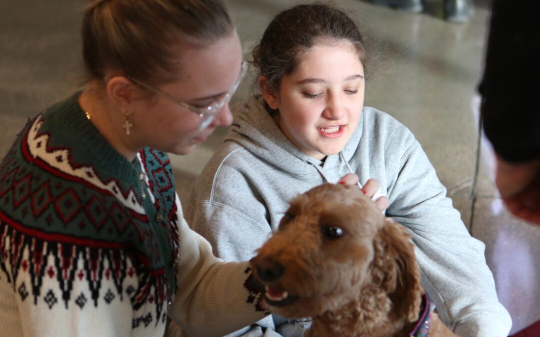Therapy dogs visit MA as part of finals week tradition
