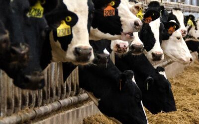 Livestock’s hidden impact